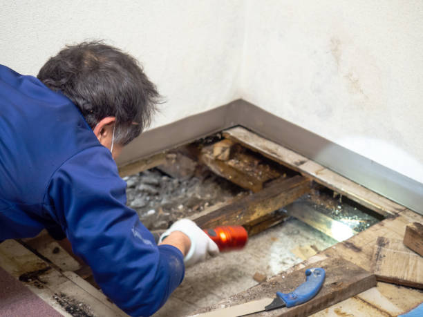 Best Office Mold Removal Services  in Homer City, PA