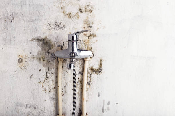 Best Professional Mold Removal  in Homer City, PA