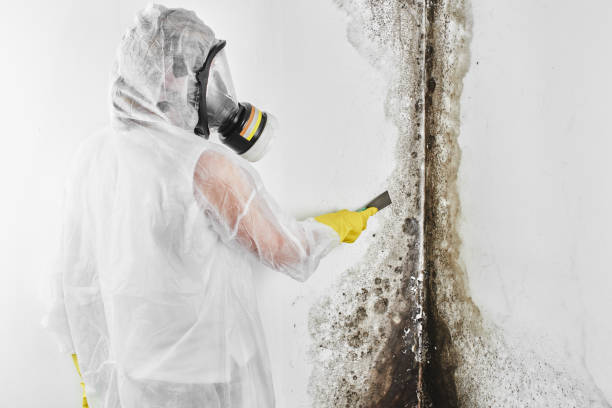 Best Certified Mold Removal  in Homer City, PA