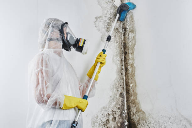 Best Commercial Mold Removal  in Homer City, PA