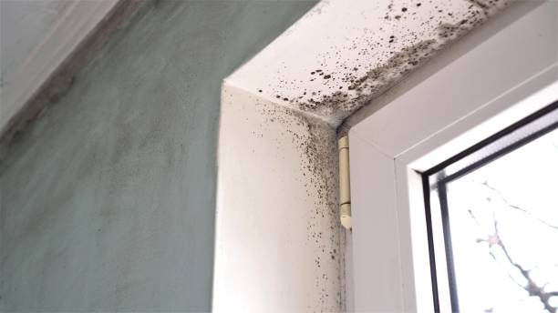 Best Residential Mold Removal  in Homer City, PA