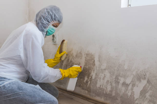 Best Fast Mold Removal  in Homer City, PA