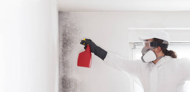 Best Mold Testing and Removal  in Homer City, PA