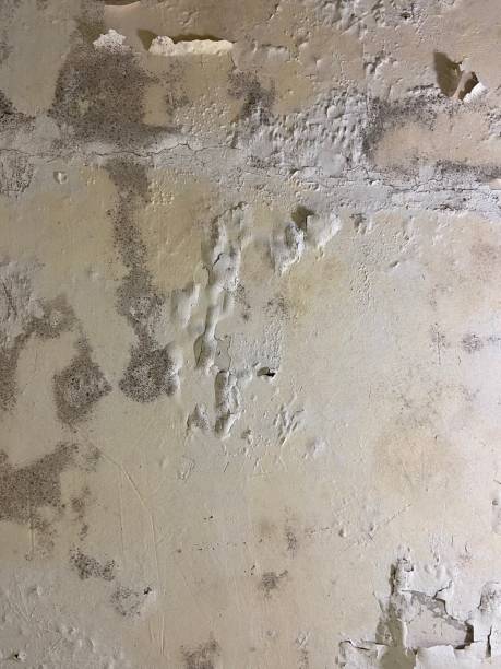 Homer City, PA Mold Removal Company