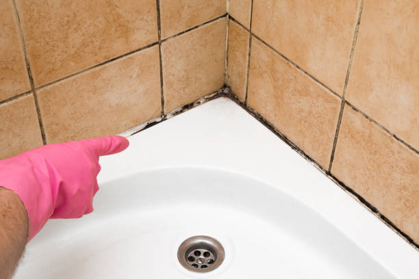 Best Emergency Mold Removal  in Homer City, PA