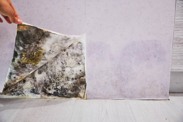 Best Mold Removal Near Me  in Homer City, PA